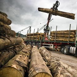 Timber Supplies ‘Assured’ After FPQ Sold