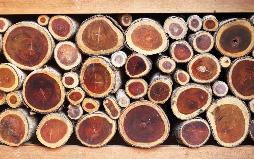 Exploring the Versatility of Tasmanian Oak, Treated Pine, and White Oak