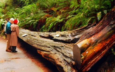 Beyond Aesthetics: Exploring the Durability and Resilience of Red Cedar, American Oak, and Kauri Pine