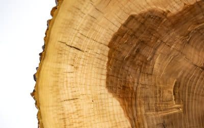 Ironbark Wood: Strength, Style, and Sustainability in One