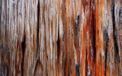 Top 5 Reasons to Choose Blackbutt Timber for Your Next Project